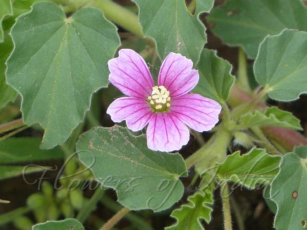 Pink Monsonia